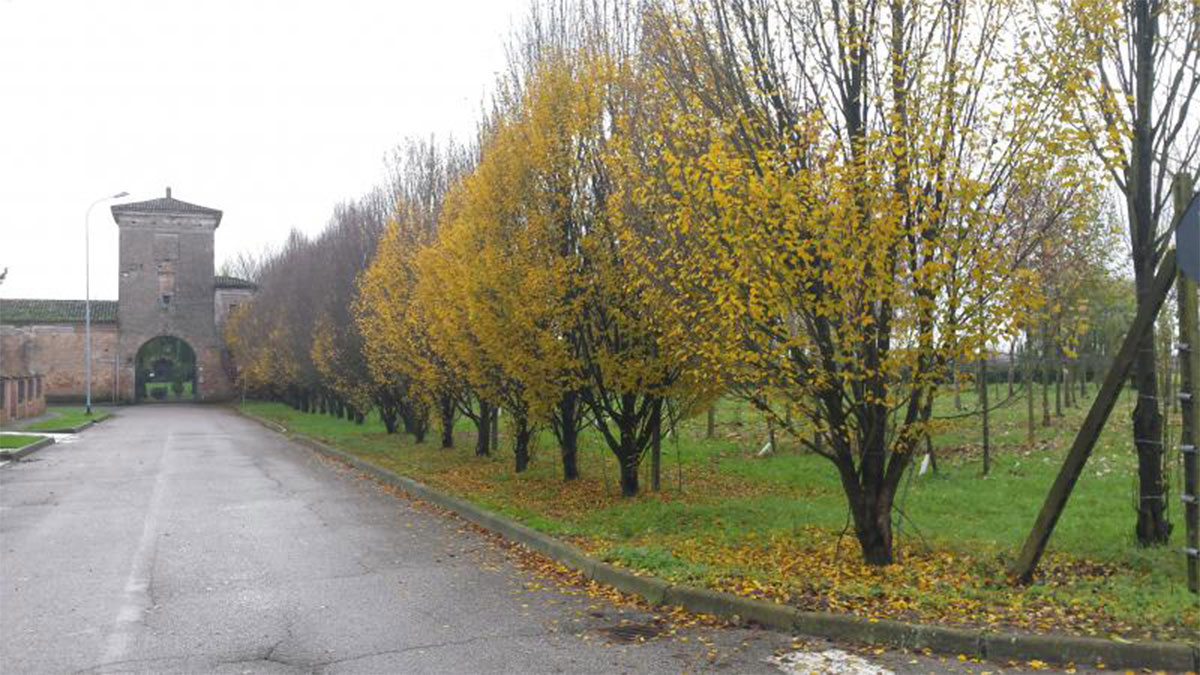 arte-storia-agrario-cascina-stella