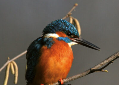 Itinerario naturalistico