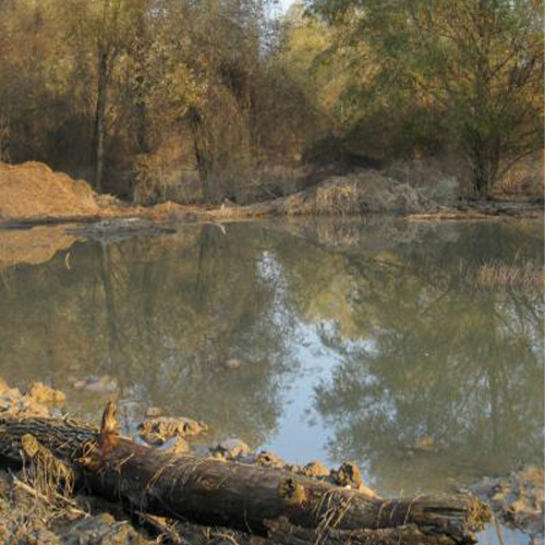 Riserva Naturale Garzaia di Pomponesco