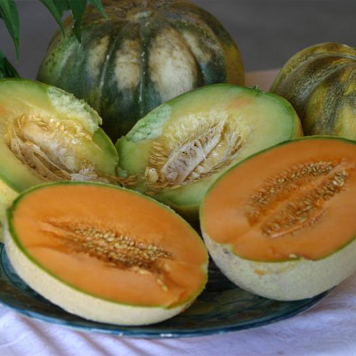 Melone Satta