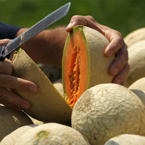 Melone di Casteldidone e Viadana